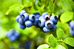 nwblueberrybush_web